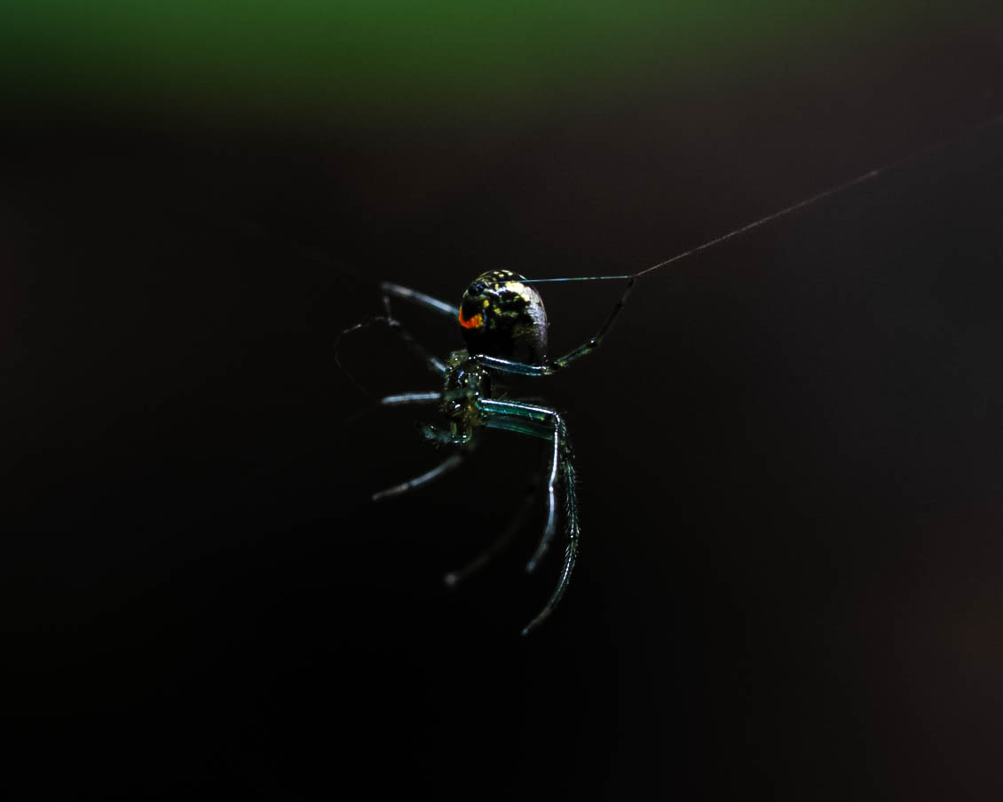 Orchard Orb Weaver
